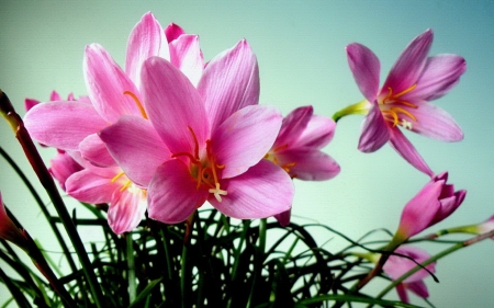 Lovely Flowers - flowers, petals, pink, nature