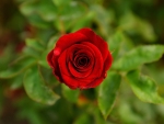 Red Rose