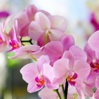 Pink orchids