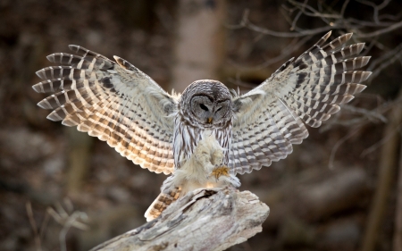 Beautiful Owl - owl, bird, animal, wings