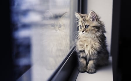 Fluffy Kitten - fluffy, animal, kitten, window, cat