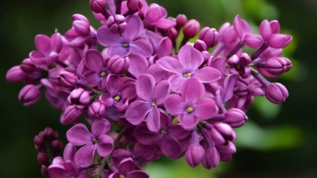 Purple Lilacs - nature, purple, flowers, lilac