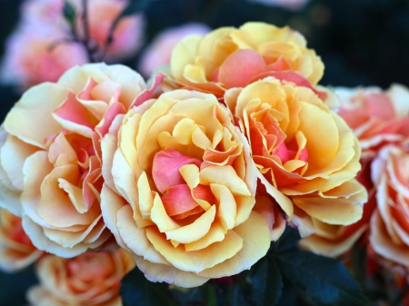 Bunch of Roses - nature, roses, petals, bunch, flowers