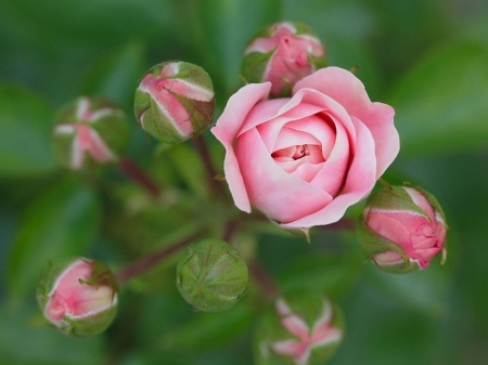 Pink Rose and Buds - flowers, roses, nature, buds, macro, pink