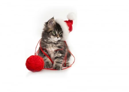 Christmas kitten - hat, sweet, cat, christmas, santa, white, animal, craciun, kitten, red, pisici, cute