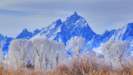 grand teton national park in frost - mountains, trees, brush, frost