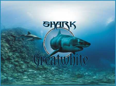 Greatwhite Shark - shark, camara, jrc, greatwhite