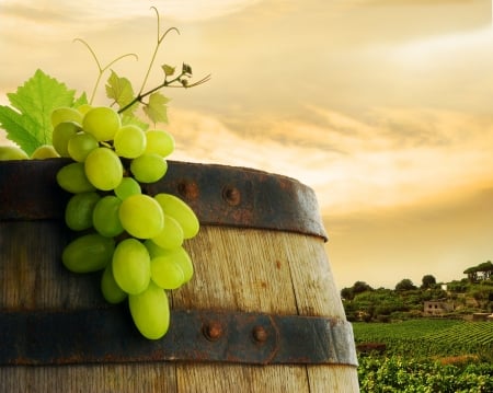 Grapes and wine - food, fruit, barrel, grape