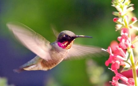 pink hummingbird - flower, animal, hummimgbird, plant