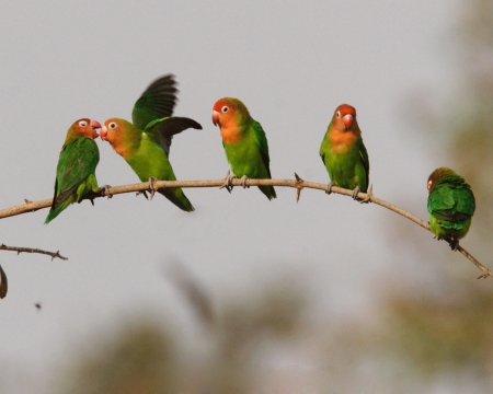 cute little parrots - birds, parotts, cute, little, animals