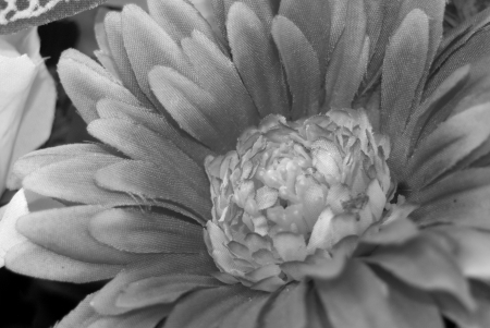 flower black and white