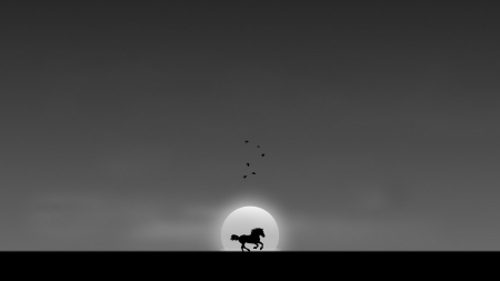 Morning run - morning, silhouette, sun, bw, black, fantasy, bird, white, abstract, grey, horse, texture