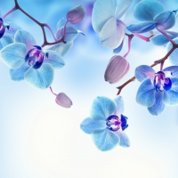 Blue orchids