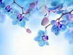 Blue orchids