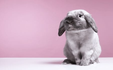 Bunny - animal, pink, cute, black, rodent, easter, card, rabbit, bunny