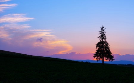 Sky tree - nature, sky, tree, amazing