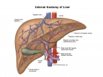 Medical Infographic