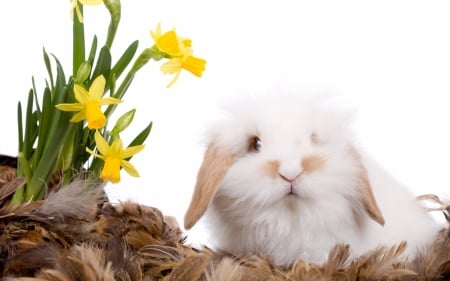 Bunny - rabbit, yellow, spring, daffodils, bunny, easter, white, animal, green, cute