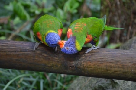 Parrot Couple - bird, kissing, animal, parrot, couple