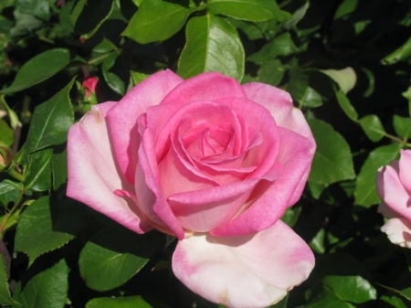 Pink Beauty - rose, pink, petals, flowers, macro, nature