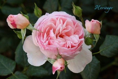 Pink Rose and Buds - flowers, nature, buds, macro, rose, pink