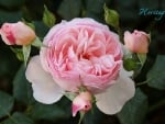 Pink Rose and Buds