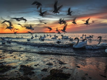 Beach Sunset - swan, nature, sea gull, clouds, sunset, birds