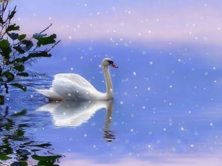 Snow Swan - xmas and new year, attractions in dreams, swan, winter, creative pre-made, love four seasons, holidays, snow, pond