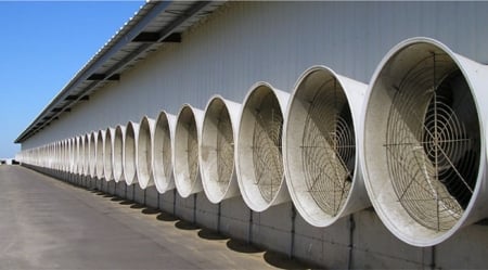 line of fans - fan, building, cool, fine art, fans, still life