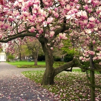 Magnolia Garden