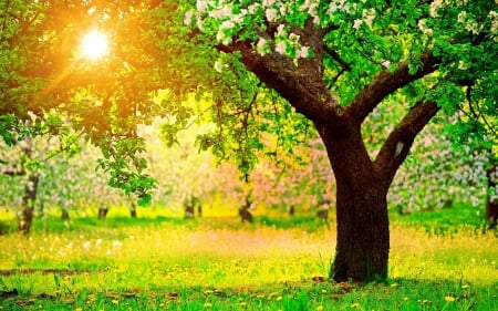 Spring Sunset - springtime, tree, park, sun