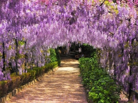 Beautiful Wisteria - path, blossoms, sunshine, spring, park