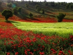 Flower Field