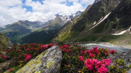 Beautiful Scenery - nature, flowers, landscape, road