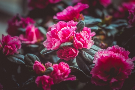 Beautiful Flower - bloom, flowers, nature, pink