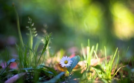 Beautiful Flower - macro, grass, flower, nature