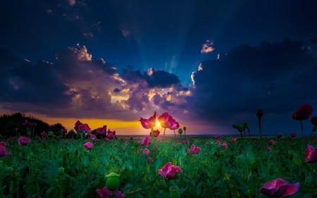 Beautiful Sunset - nature, sky, field, flowers