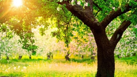 Nice Day - nature, green, tree, grass