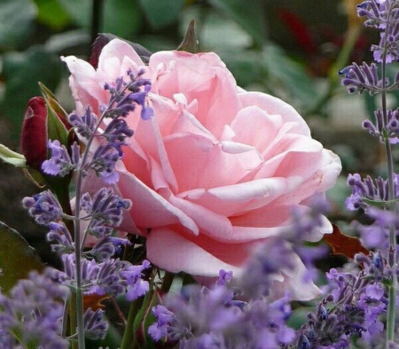 Pink Beauty - flowers, nature, bud, rose, petals