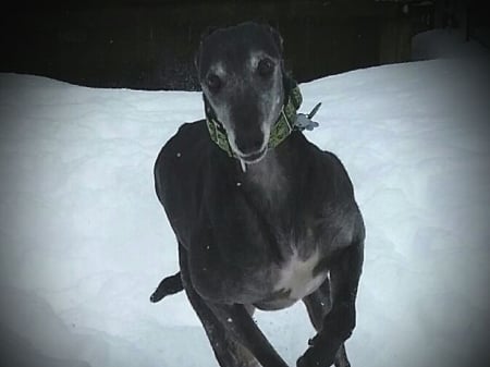 Jet's Name Fits! - pets, winter, dogs, greyhound, photography