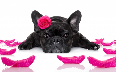 Happy Valentine's Day! - dog, petals, pink, black, white, animal, funny, valentine, rose, cute, puppy