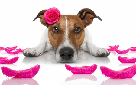 Happy Valentine's Day! - dog, flower, petals, pink, white, animal, funny, valentine, rose, cute, puppy