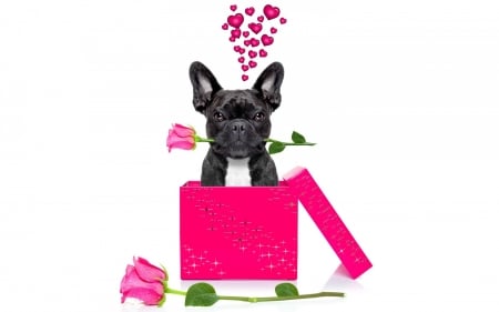 Happy Valentine's Day! - surprise, flower, funny, animal, rose, pink, cute, black, sweet, puppy, white, box, valentine, heart, gift, dog