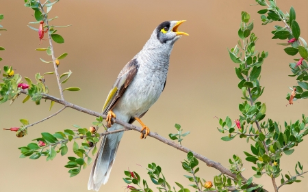 The black-capped manorina - flower, pasare, bird, branch, the black-capped manorina, green