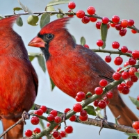 Red cardinals