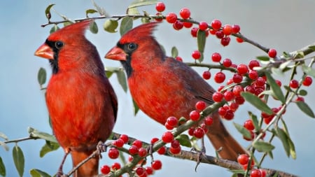 Red cardinals - bird, cardinal, branch, blue, red, berry