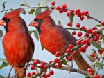 Red cardinals