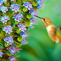 Humming-bird