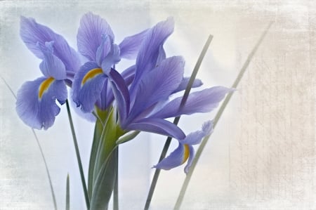 Irises - bokeh, blue, green, card, iris, flower