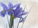 Irises